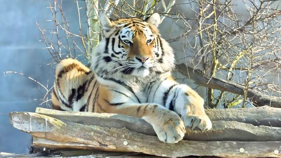 Museum of the Imperial Palace of Manchukuo + Former Site Museum of Changchun Film Studio + Siberian Tiger Park 1-day tour