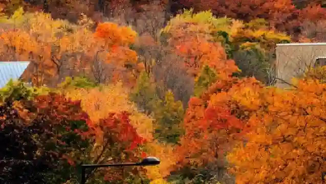 Vancouver, Canada Victoria Chinatown 1-day tour/Adjustable Itinerary - Enjoy Your Trip