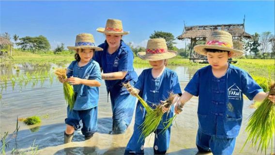 Visite d'une demi-journée d'une ferme de gingembre familiale à Chiang Mai