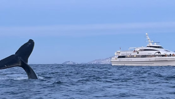 Norway Tromso: Whale Watching Tour by RIB Boat/Mid-Size Comfort Boat/Large Silent Boat