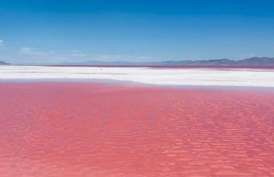 美國鹽湖城經典包車一日遊：議會大廈+聖殿廣場+羚羊島+大鹽湖