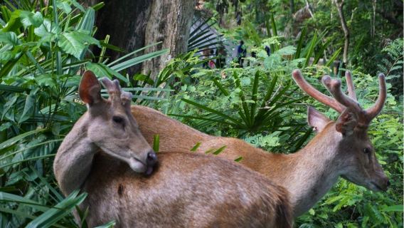 From Banyuwangi: Alas Purwo National Park 1-day tour