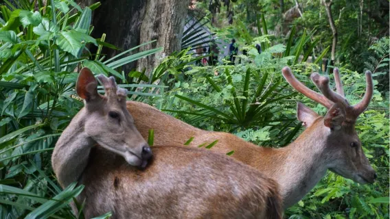 From Banyuwangi: Alas Purwo National Park 1-day tour