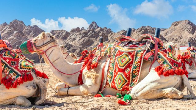 lawatan sehari aktiviti luar di Riyadh, Arab Saudi termasuk menaiki unta, meluncur pasir, pasar rakyat dan Boulevard