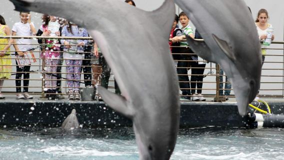 Aquarium of Genua: Entrébiljett + Lunch eller frukost