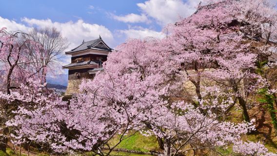 국보 마쓰모토 성, 일본 사무라이 역사 탐방과 벚꽃 감상 여행 [도쿄 출발]