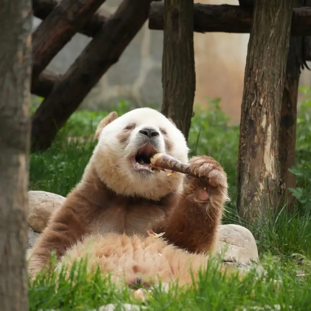 Xi'an Panda Tour-Meet Qizai-the one and only 