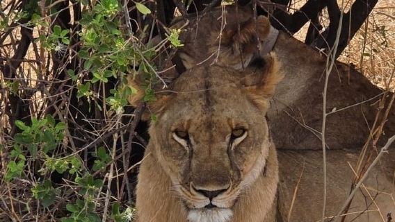 1Day Pilanesburg Big 5 safari experience 