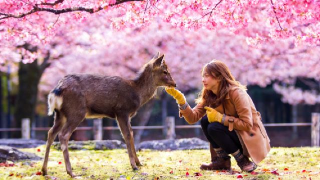 [Osaka Departure] Kyoto & Nara One-Day Tour | Kiyomizu-dera Temple + Fushimi Inari Shrine + Nara Park (13-person small group · English service · pure play, no-shopping tour)