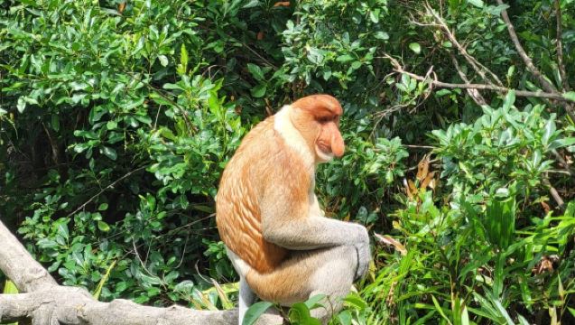 Sandakan Labuk Bay Halbtagesausflug zur Beobachtung von wilden Nasenaffen mit privatem Reiseleiter