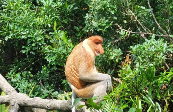 山打根拉卜灣長鼻猴半日遊【觀賞野生長鼻猴/私人專業嚮導】