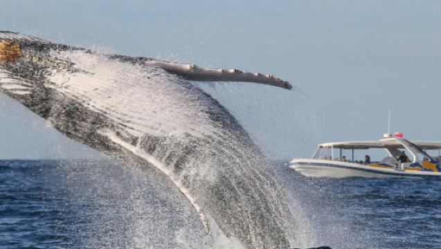 Sydney: Gita in barca di 2,5 ore per l'avvistamento delle balene