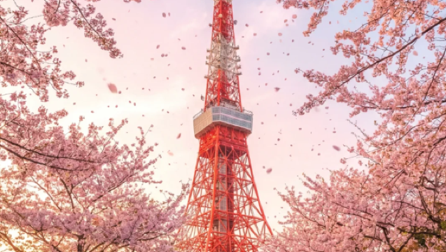 日本東京 市區/周邊包車遊|上門接送（可定制行程/中文司機）