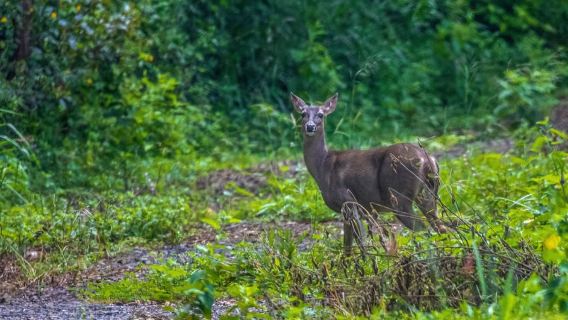 Taman Nasional Rincón de la Vieja: Jalur Las Pailas