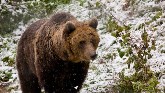 Brasov: Brown Bear & Wildlife Watching