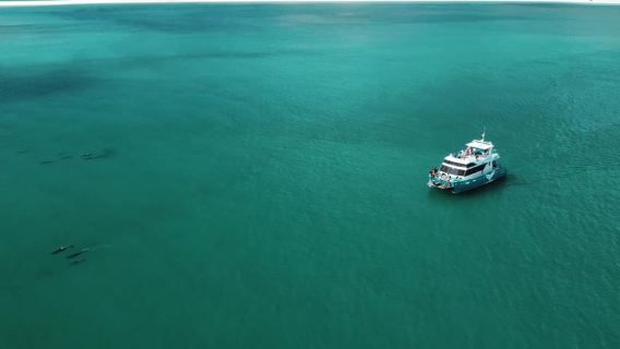 Setúbal: Dolphin Watching Tour