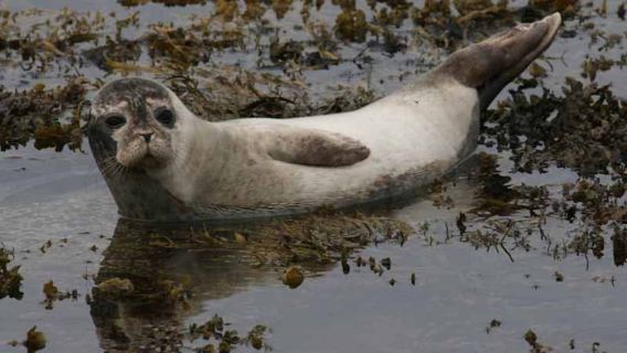 Scottish Highlands: Isle of Skye Glass-Bottom Boat Tour