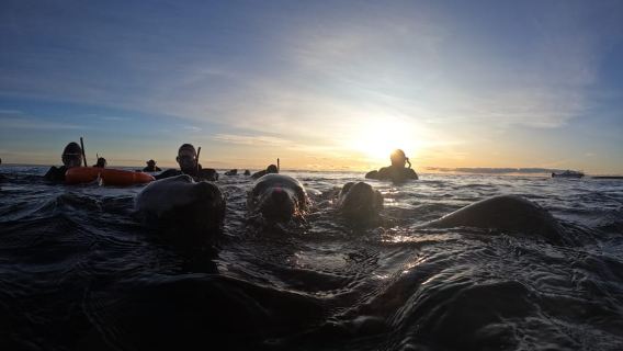 Snorkeling with Sea Lions