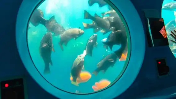 Yellow Semi-Submarine Tour of Catalina Island From Avalon