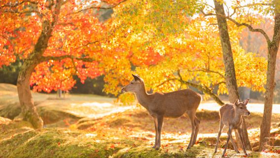 Excursion d'une journée au Parc de Nara et à Uji : nourrir les cerfs mignons, déguster du matcha et admirer les érables