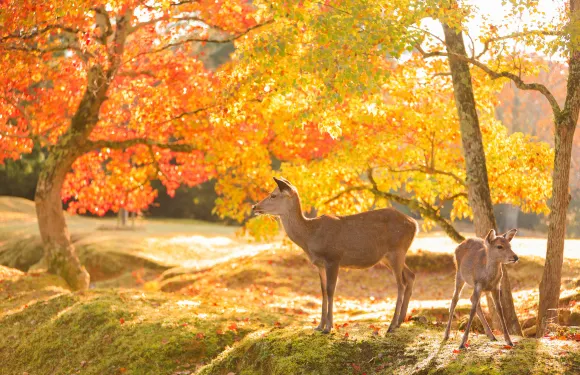 大阪出發 奈良公園+宇治市一日遊，餵萌鹿，嘗抹茶，賞櫻花
