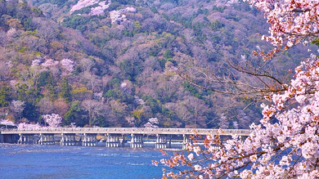 Excursion d'une journée au temple Sanzen-in de Kyoto et à Arashiyama [Train, sentier de la forêt de bambous, temple Tenryu-ji, pont Togetsukyo] Observation du feuillage d'automne