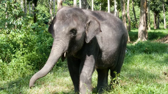 Chuyến tham quan Khu bảo tồn voi Kuala Gandah kèm chuyến thăm Deer Land – Tùy chọn đi chung hoặc riêng