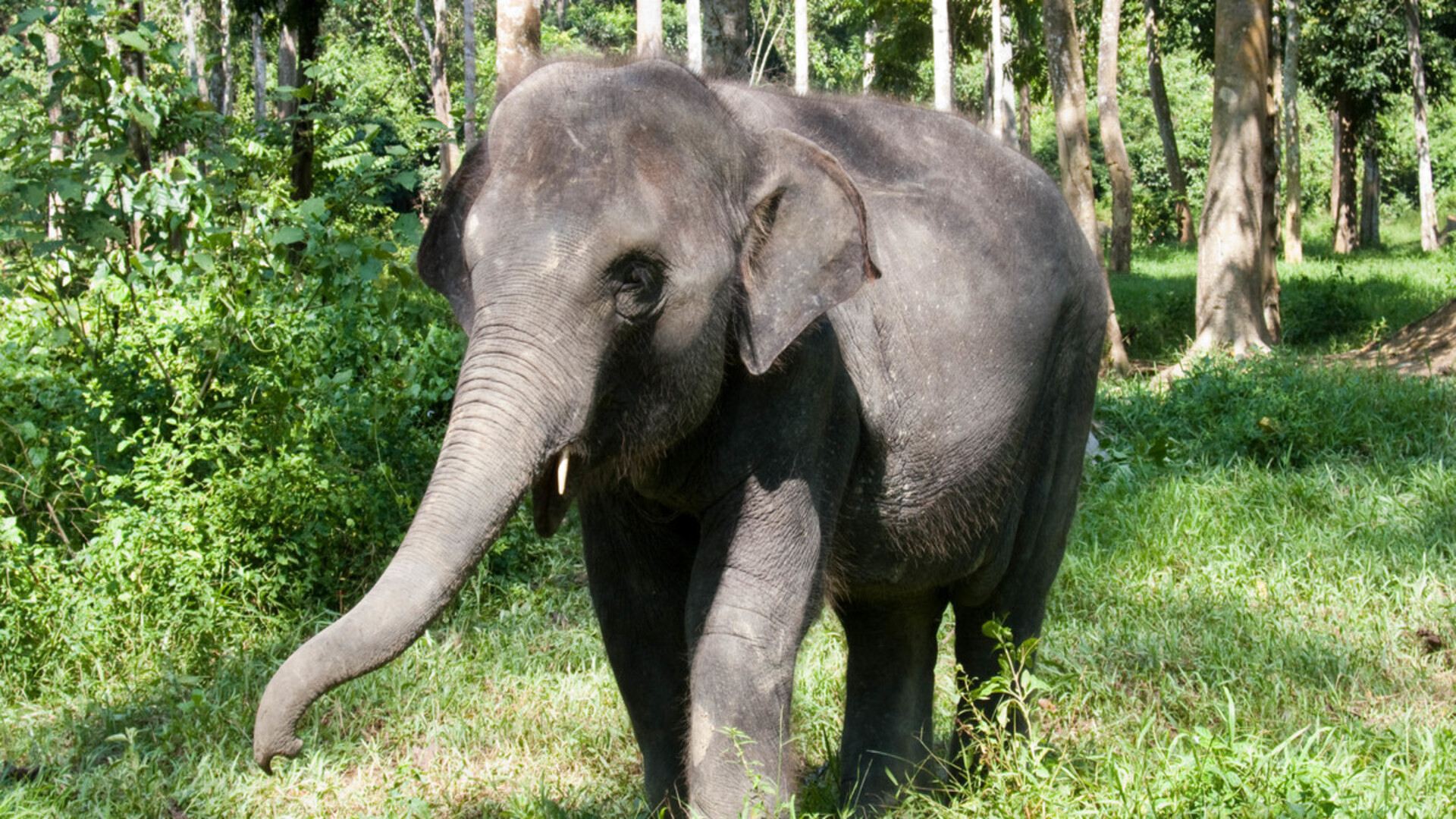 Tour trong ngày tham quan Khu bảo tồn Voi Kuala Gandah và Deerland