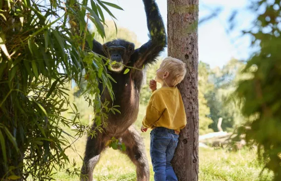 埃因霍溫動物園小童