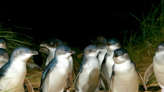 Penguin Parade + Moonlit Sanctuary Wildlife Park: Day Trip from Melbourne