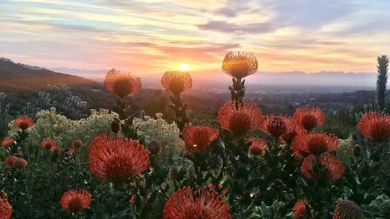 Cape TownTours