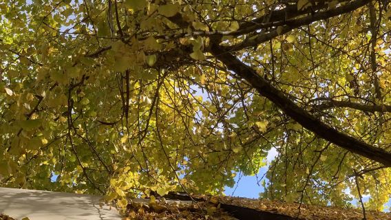 อุทยานธรณีวิทยาภูเขาไฟเถิงชง ยูนนาน + หมู่บ้านต้นแปะก๊วย + พื้นที่ชุ่มน้ําเหนือ|ทัวร์วันเดียว/ทัวร์หลายวัน พร้อม รถเช่าเหมา ภาษาจีนและอังกฤษ