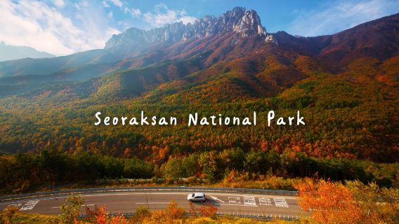 Autumn limited edition red leaves| one-day tour to Seoraksan Mountain in South Korea