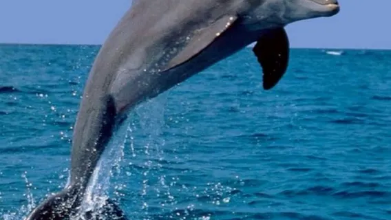 Tour Giornaliero a Bali Lovina per Avvistare i Delfini – Esperienza Magica di Safari Mattutino con i Delfini (COMBO)