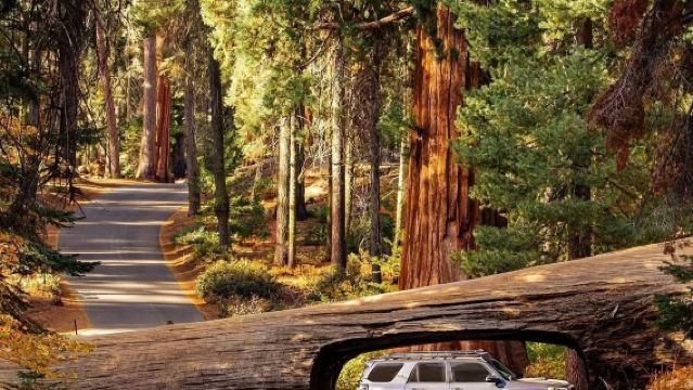 Lawatan sehari sewaan peribadi ke Taman Negara Redwood Muir San Francisco, Jambatan Golden Gate dan Dermaga Nelayan