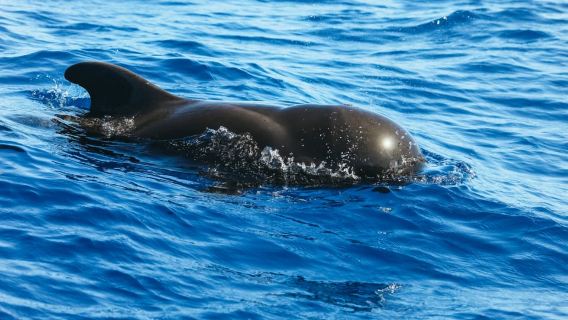 Tenerife: Jet Ski Tour with Optional Quad Trip