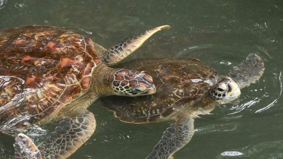 Zanzibar: Nungwi North Coast Beach Trip & Swim with turtles