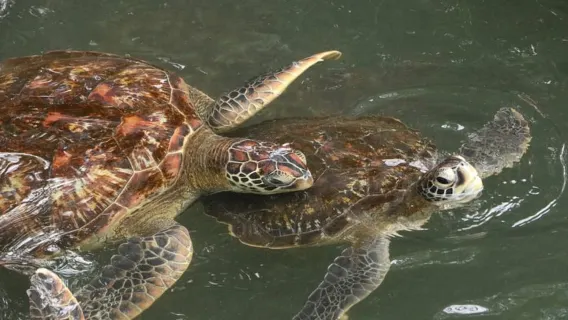 Zanzibar: Nungwi North Coast Beach Trip & Swim with turtles