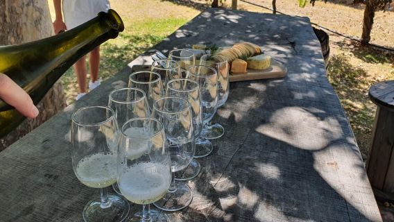 Valle de los Cisnes: tour de vino de día completo con almuerzo