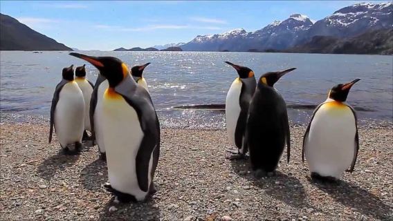 Ushuaia: Beagle Channel Boat Tour and Penguin Experience