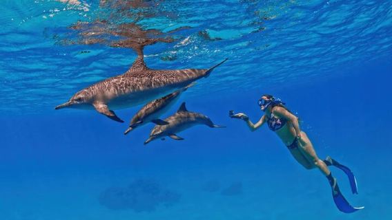 Snorkeling with Dolphins at Dolphin House Boat Trip in Hurghada