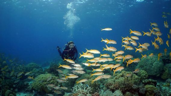 Port Douglas: Poseidon Outer Barrier Reef Dive and Snorkel
