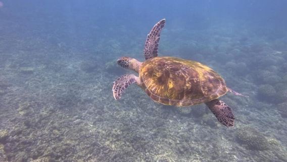 Mascate: viaje VIP de avistamiento de delfines y snorkel