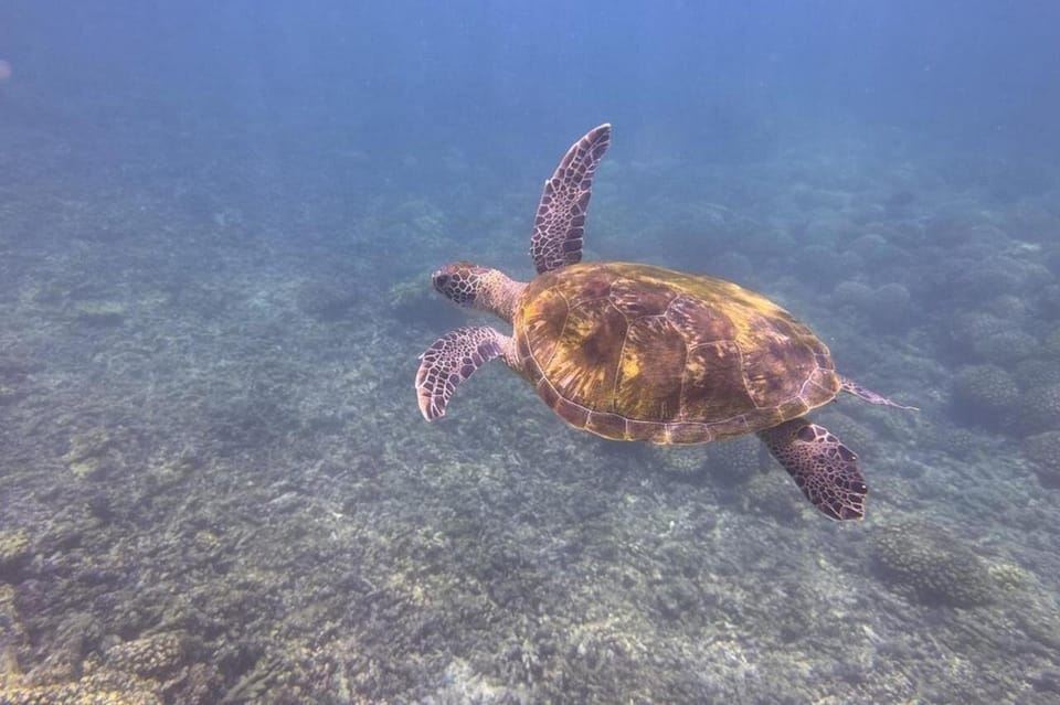 Muscat: VIP Dolphin Watching and Snorkeling Trip