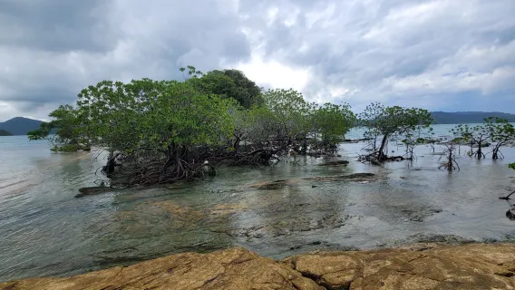 Esperienza in kayak e paddleboard a Langkawi con tour delle isole (adatto ai principianti)