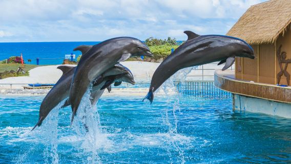 夏威夷珍珠港+海洋生物公園+瑪卡布燈塔+威基基海灘|可定制※