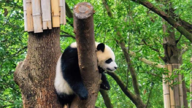 Pakej lawatan sehari untuk kumpulan kecil 2-6 orang & Pangkalan Panda + Muzium Sanxingdui [Tiket masuk + panduan secara langsung]