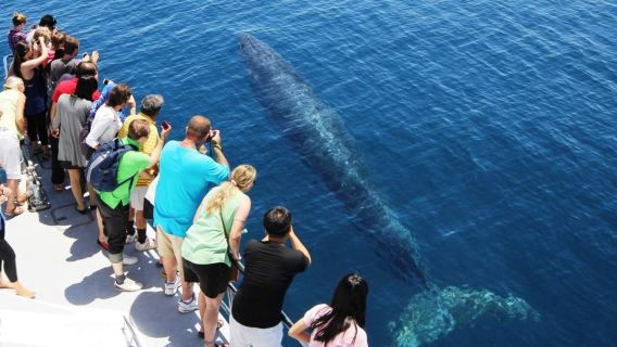 New Zealand Travel: North Island Auckland Hauraki Gulf Whale and Dolphin Wildlife Cruise