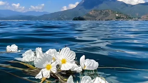 麗江古城、雪山、文化 瀘沽湖 一日包車體驗安心出遊