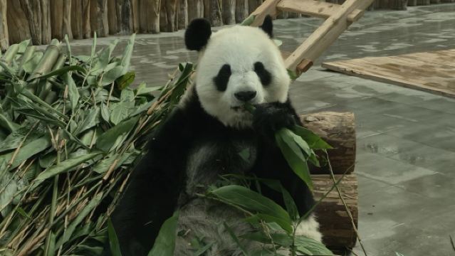 Eendaagse tour naar Changchun Panda House + 54 Culturele Tram [Directe hogesnelheidstrein|Noordoostelijke specialiteiten